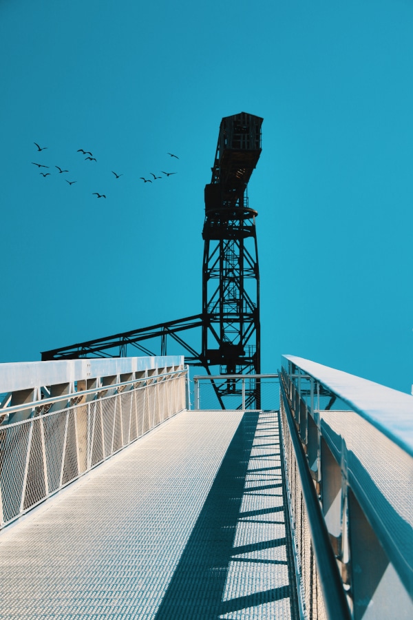 Grue-Black-Crane-0A7A6201-web.jpeg