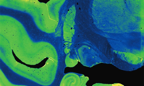 vue microscopique de cellules