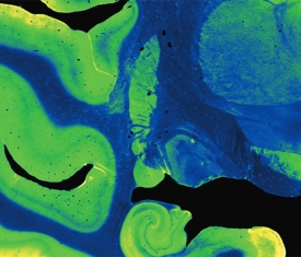 vue microscopique de cellules