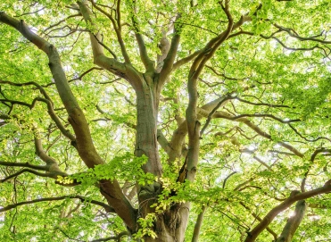 pexels-umkreisel-app-1459495 FAYAT METAL.jpg