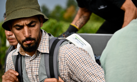 Vendange vignobles FAYAT