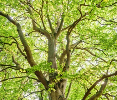 pexels-umkreisel-app-1459495 FAYAT METAL.jpg