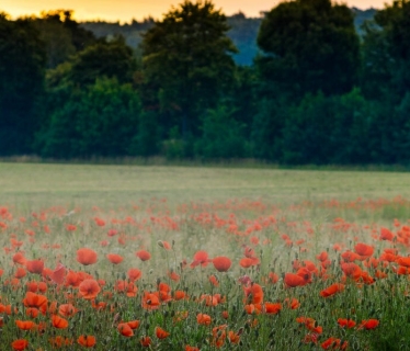 champ de coquelicots
