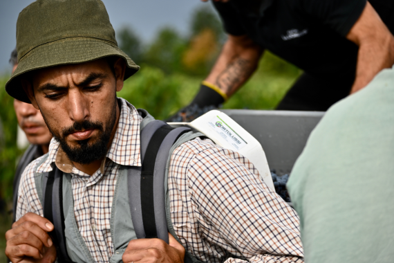 Vendange vignobles FAYAT