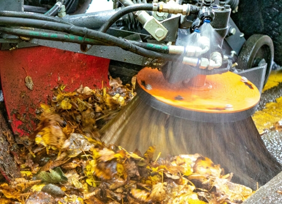 Leafing Season