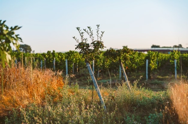 VIGNOBLES FAYAT NOW.jpg